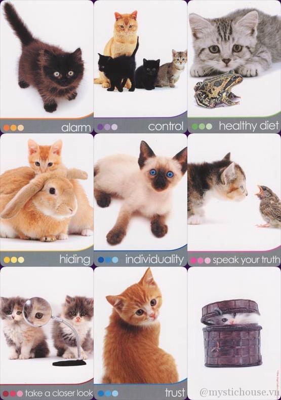 Bán bài Cat Wisdom Cards