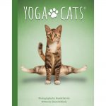 Yoga Cats Oracle 2