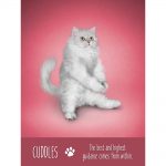 Yoga Cats Oracle 3