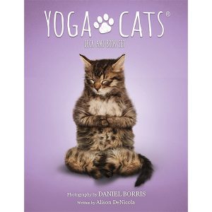 Yoga Cats Oracle 20