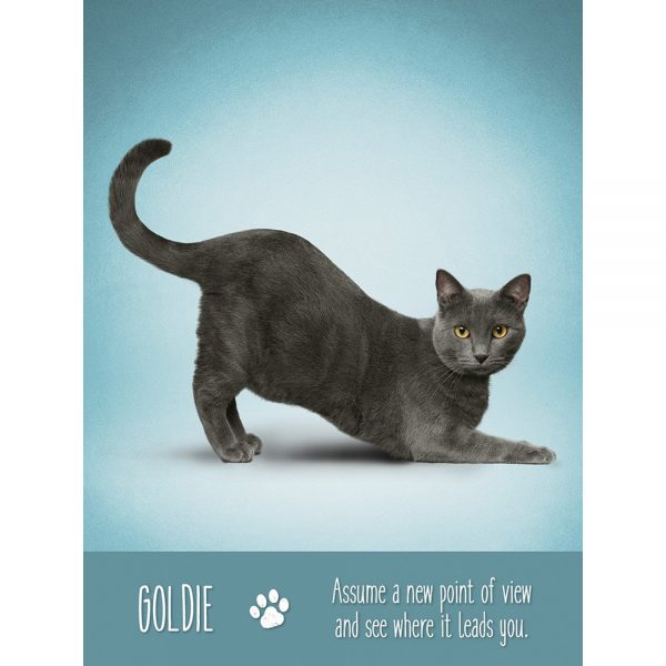 Yoga Cats Oracle 6