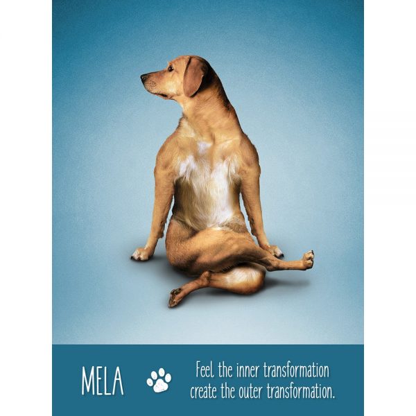 Yoga Dogs Oracle 6