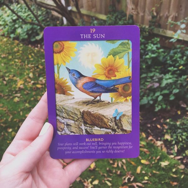 Animal Tarot Cards 6