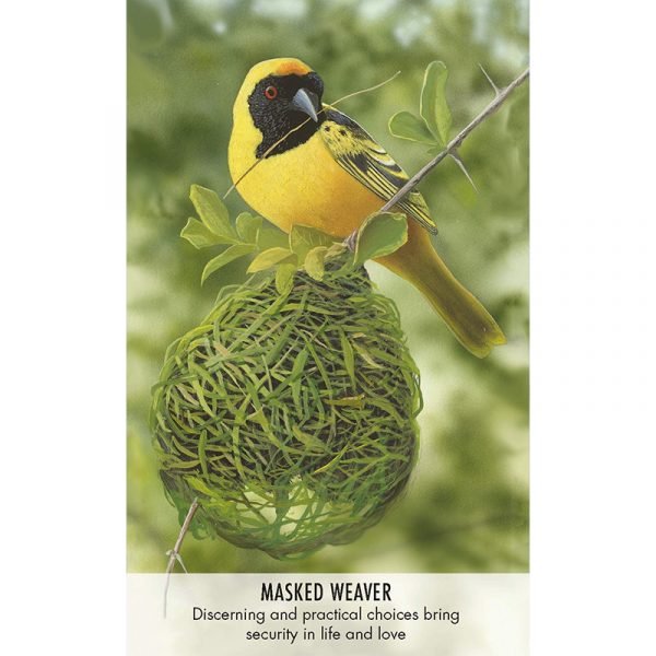Bird Messages Cards 2