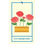 Houseplant Tarot 6