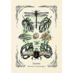Green Witch’s Oracle Deck 3