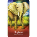 Wild Dreams Animal Oracle 7