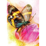 Butterfly Transformations Cards 2