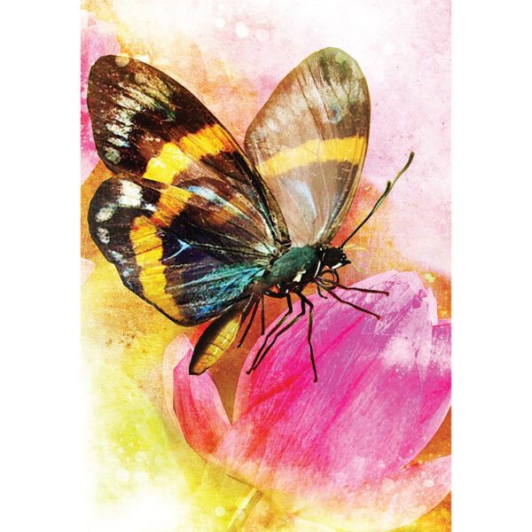 Butterfly Transformations Cards 2