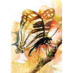 Butterfly Transformations Cards 6