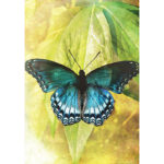 Butterfly Transformations Cards 8