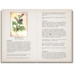 Lady Stirling’s Wicked Garden Oracle 15